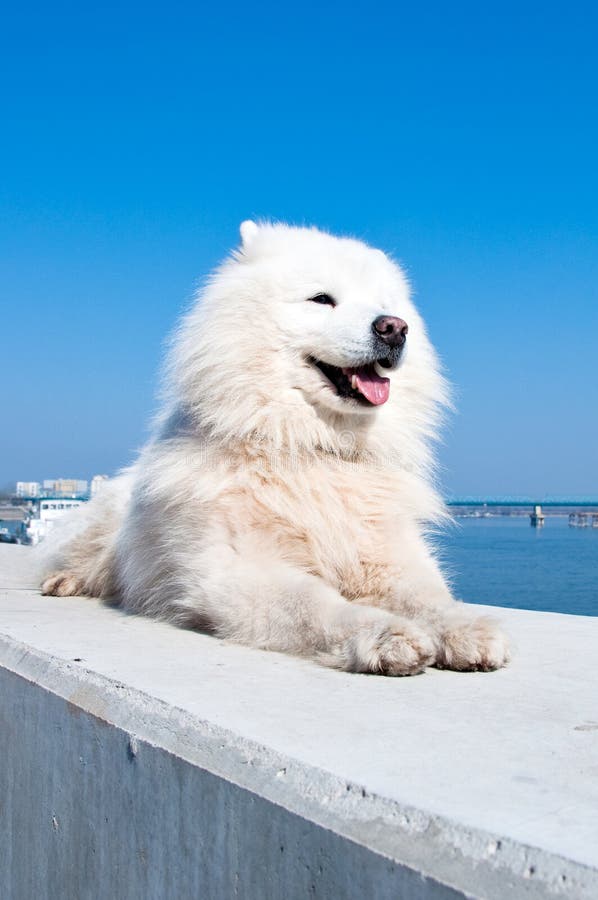 American eskimo dog, white samoyed, against blue sky in the back. American eskimo dog, white samoyed, against blue sky in the back.