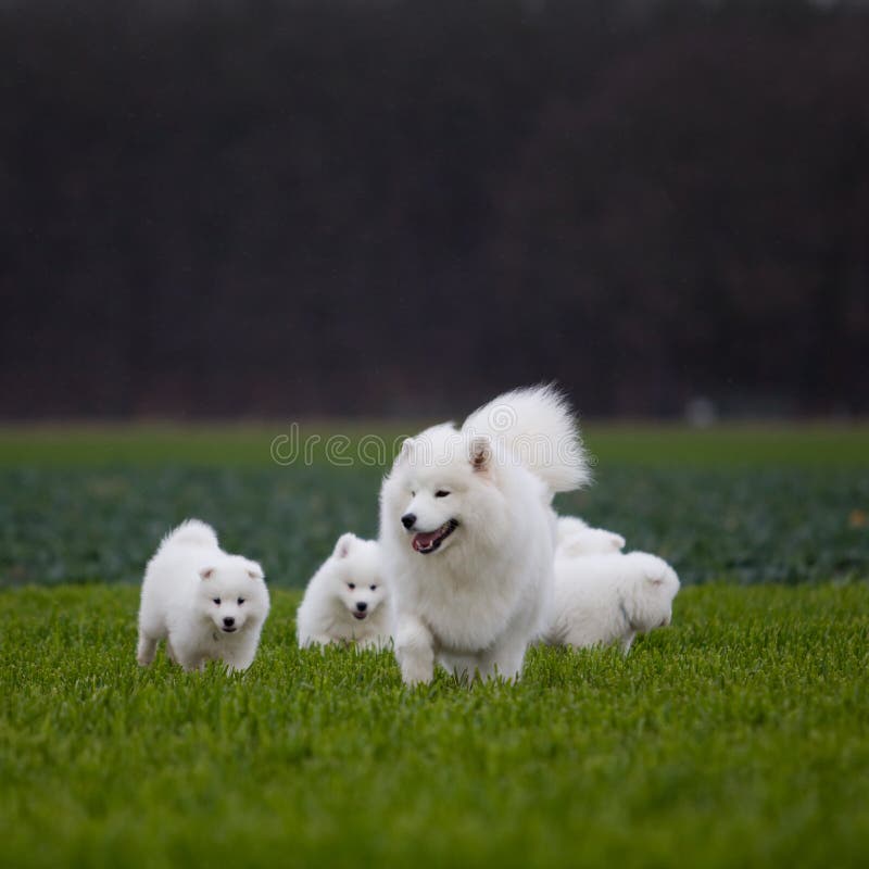 Samoyed stock photo. Image of bikejoring, mammal, polar 5450466