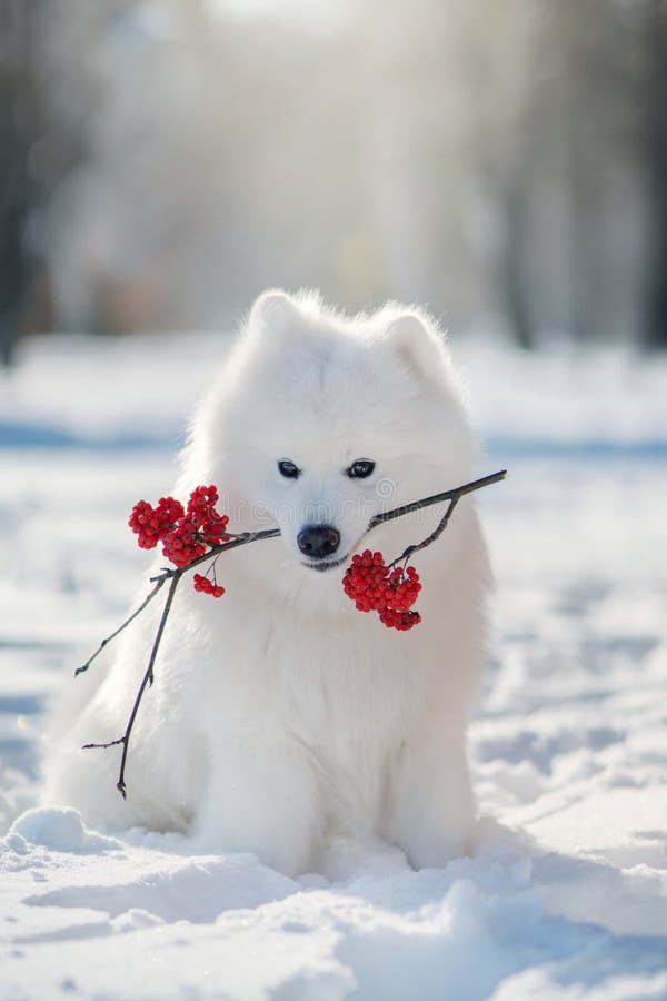 Samoyed Dog  in winter. Big dog. Samoyed Dog  in winter. Big dog