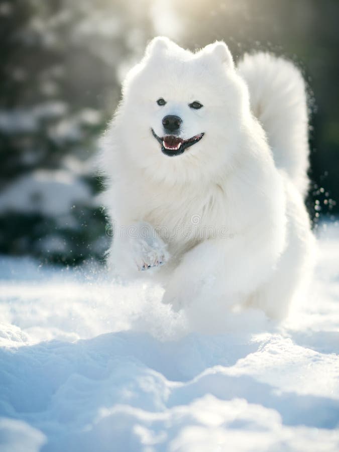 Samoyed Dog  in winter. Big dog. Samoyed Dog  in winter. Big dog