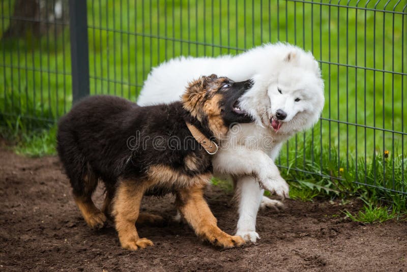 samoyed deutsch