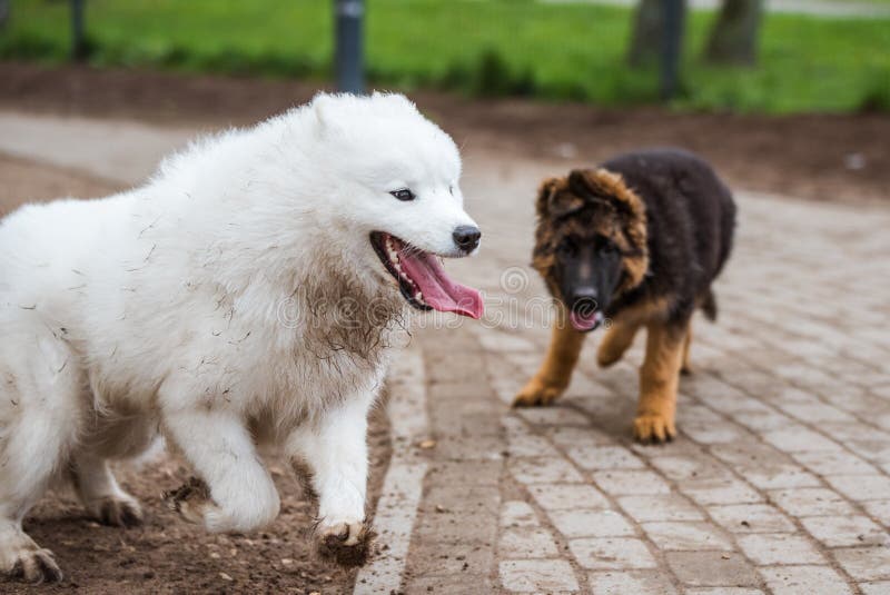 samoyed deutsch