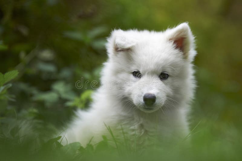 Portrét deset týdnů staré samojed psa štěně.