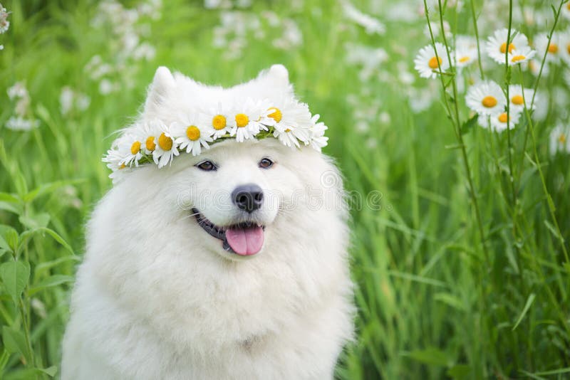 Samoyed dog sits on the grass in chamomile flowers and a wreath of dandelions