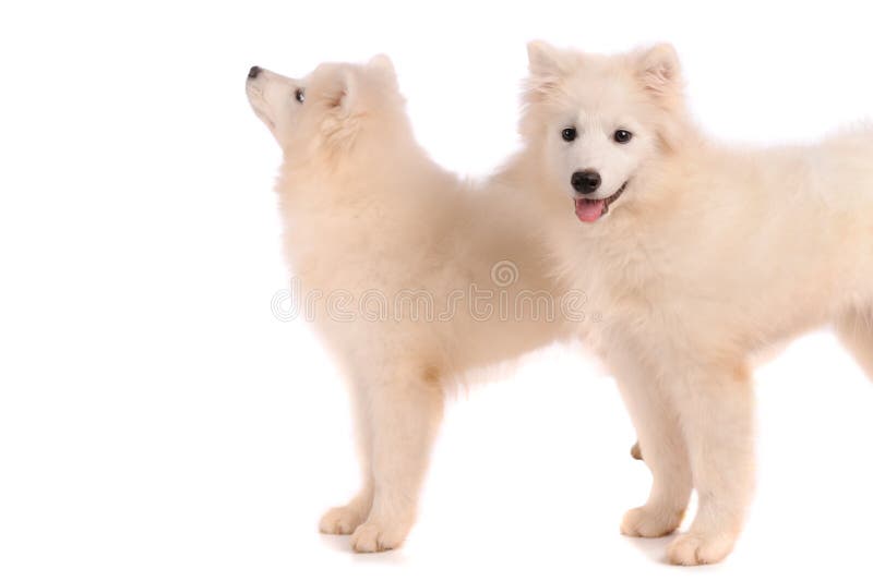 Samoyed dogs stock image. Image of north, german, friendly 38732261