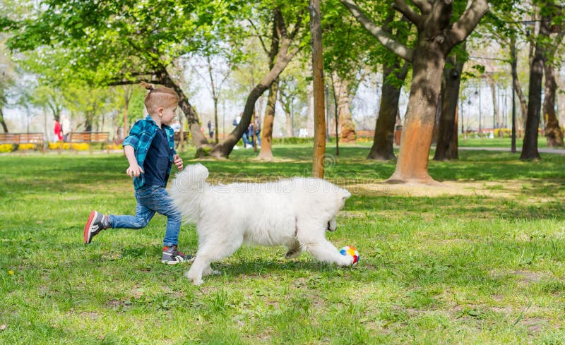 A samoyed hond en een weinig hipster neem het park op het gras in de lente door royalty-vrije stock afbeeldingen A samoyed hond en een weinig hipster neem het park op het gras in de lente door royalty-vrije stock afbeeldingen
