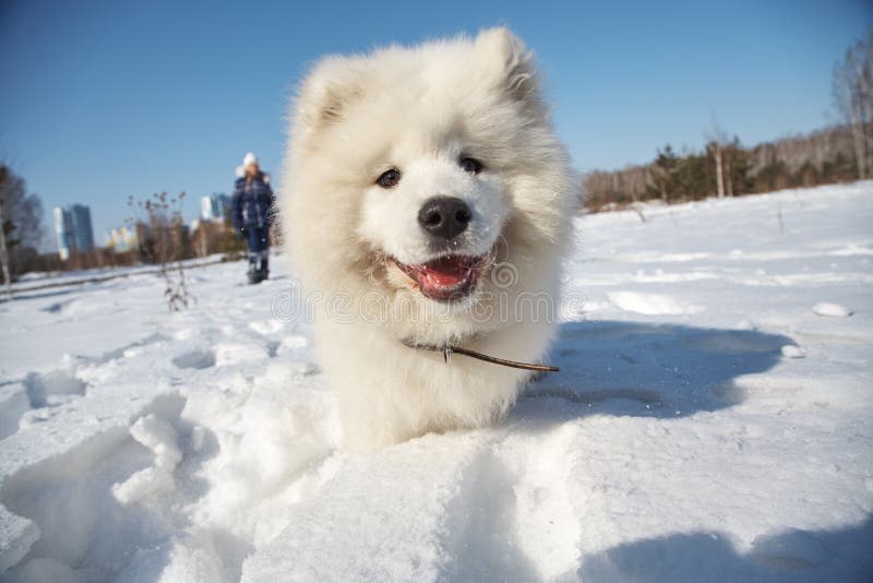 Samoyed husky puppy dog playing in snow in the winter outdoors. Samoyed husky puppy dog playing in snow in the winter outdoors