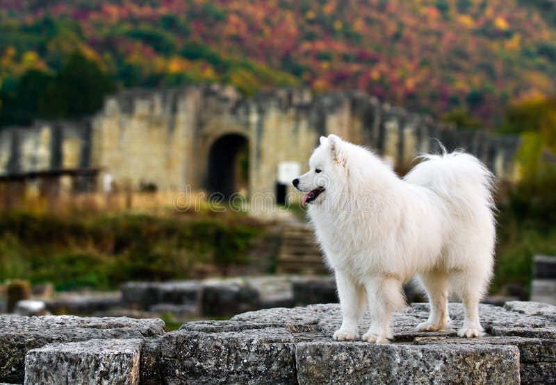 Samoyed in the old town royalty free stock photo Samoyed in the old town royalty free stock photo