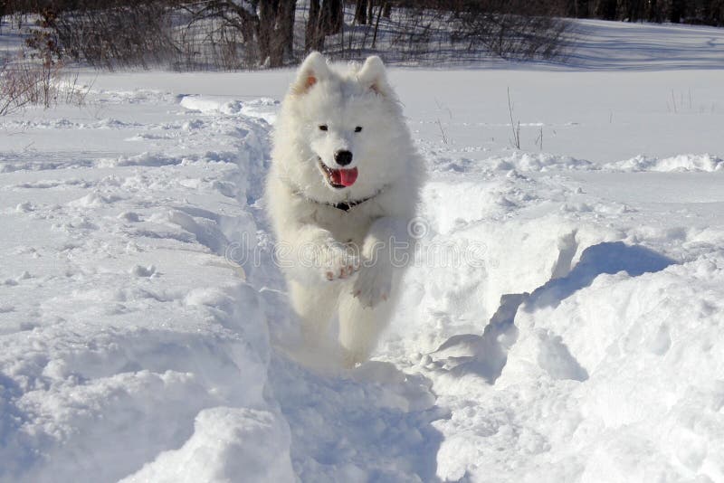 Download Samoyed in the Snow stock photo. Image of lively, energy - 83164538
