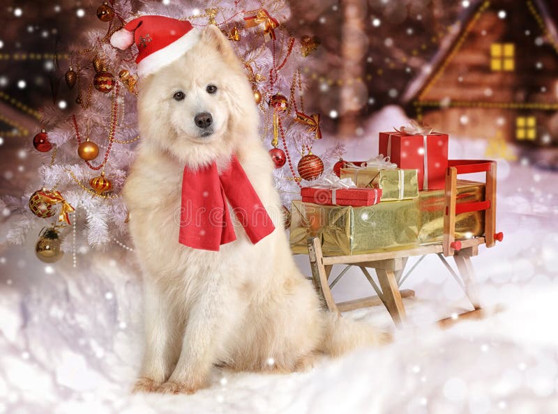 Samoyed dog dressed in a hat of Santa with a sledge full of Christmas presents on a night winter background. Samoyed dog dressed in a hat of Santa with a sledge full of Christmas presents on a night winter background