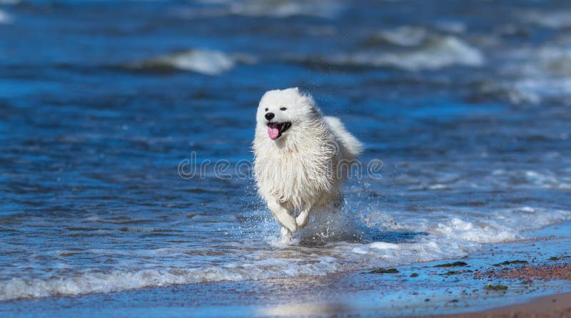 Samoyedhundspring på havet Begrepp om djur och naturen arkivfoto Samoyedhundspring på havet Begrepp om djur och naturen arkivfoto