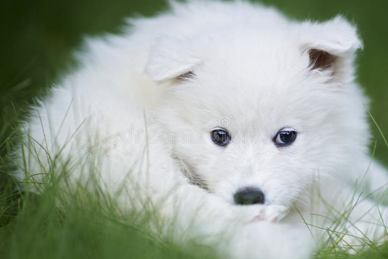 Portrait of a seven weeks old samoyed dog puppy. Portrait of a seven weeks old samoyed dog puppy