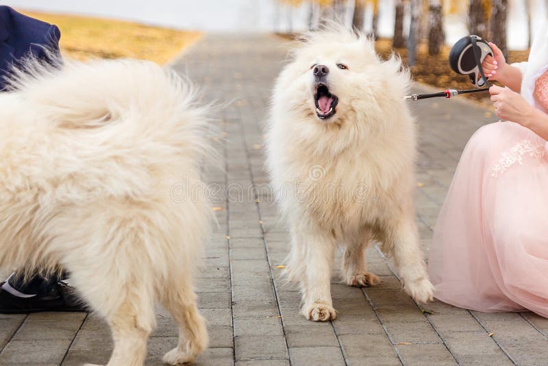Samoyedos blancos en un correo para un paseo foto de archivo libre de regalías Samoyedos blancos en un correo para un paseo foto de archivo libre de regalías