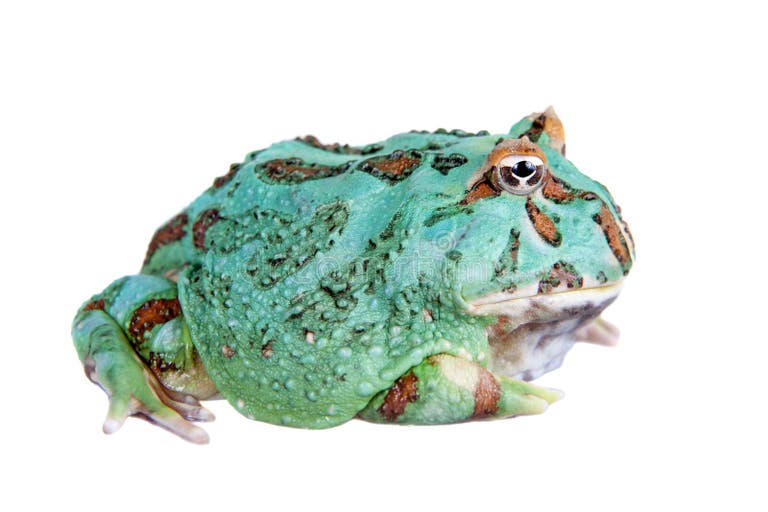 Blue Pacman Frog Sale Stock Photos - Free & Royalty-Free Stock Photos