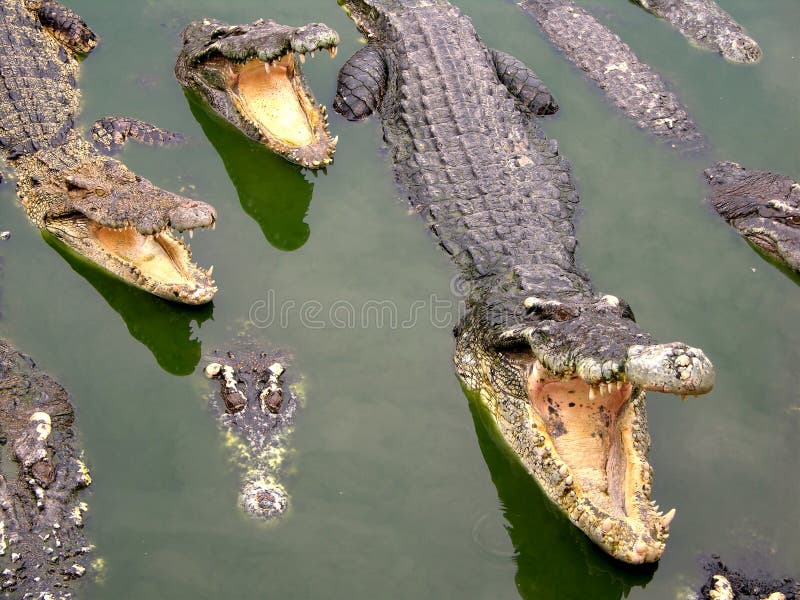 325 Crocodile Crocs Stock Photos Free Royalty Free Stock