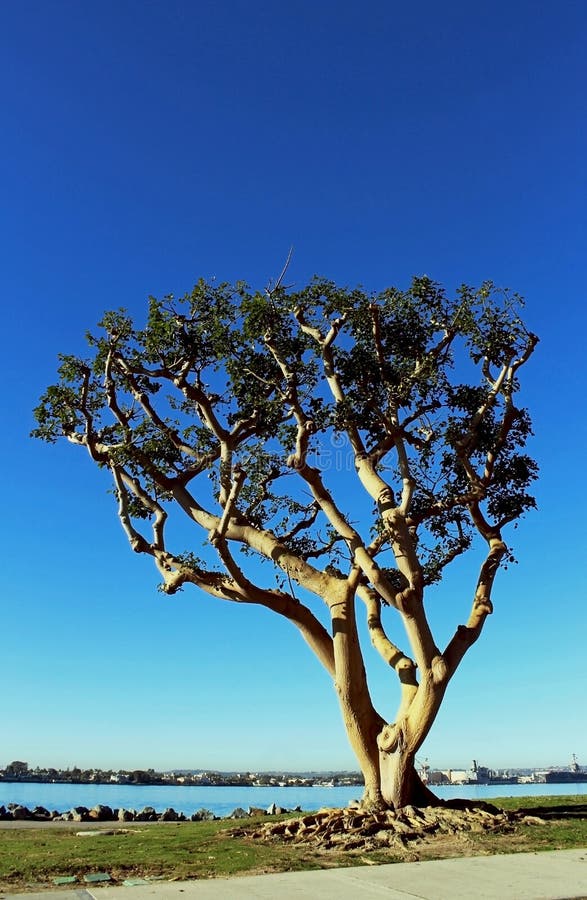 Coastal Coral Tree at San Diego Bay, California Stock Photo Image of california, coast 136219614