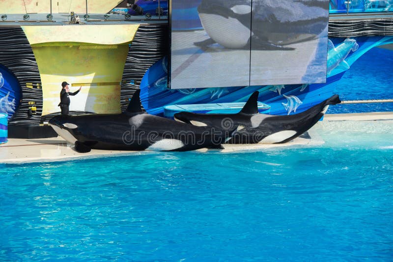 SAN DIEGO, de V.S. - 15 NOVEMBER, 2015 - de orka toont op zee Wereld stock foto SAN DIEGO, de V.S. - 15 NOVEMBER, 2015 - de orka toont op zee Wereld stock foto