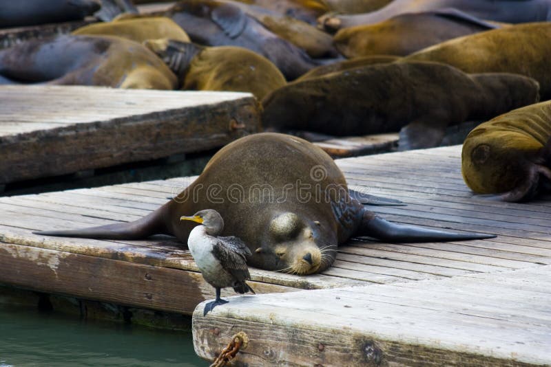 Pier 39 at San Francisco Bay Area. Pier 39 at San Francisco Bay Area