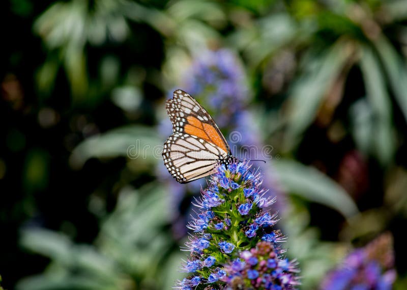433 Francisco Butterfly Stock Photos Free & RoyaltyFree Stock Photos