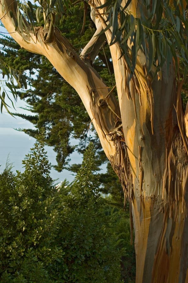 San Francisco eucalyptus trunk. San Francisco eucalyptus trunk