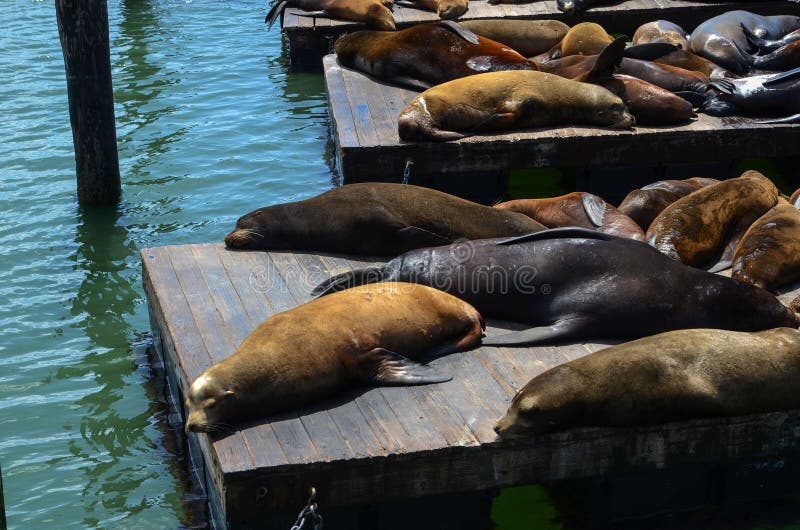 San Francisco USA California May 30, 2023 Sea Lions Sleep on the 39