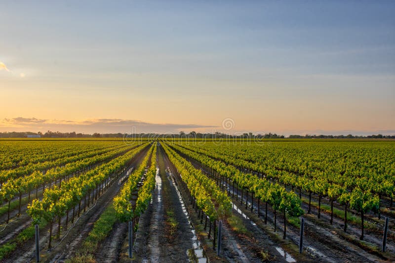 San Joaquin Stanislaus Winery por Tracy California