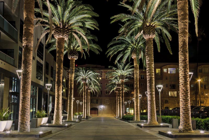 San Jose Palms