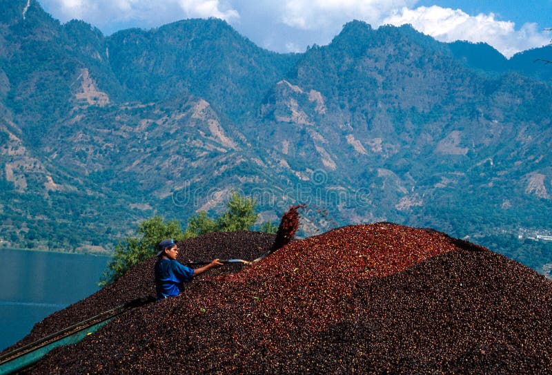 San Pedro Guatemala: Ung man som kastar coffekorn med en spade i ett skörda kooperativ royaltyfri bild San Pedro Guatemala: Ung man som kastar coffekorn med en spade i ett skörda kooperativ royaltyfri bild