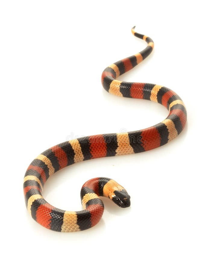 San Pueblan Milksnake stock images