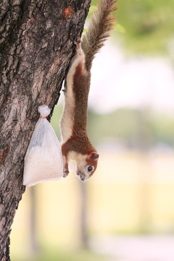 Sanam Luang squirrel eats rice royalty free stock photography