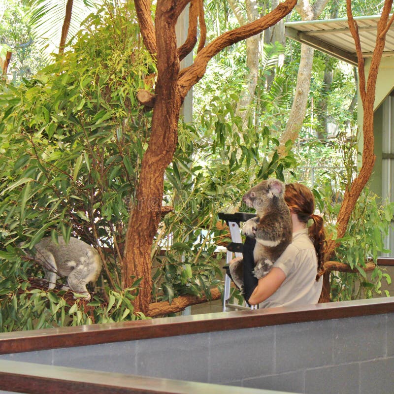 Sanctuaire solitaire de koala de pin photo libre de droits Sanctuaire solitaire de koala de pin photo libre de droits