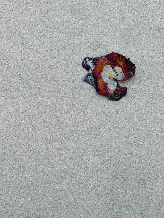 Sand beach background with red tropical flower royalty free illustration