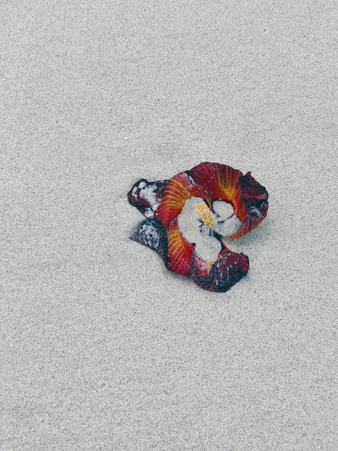 Sand beach background with red tropical flower stock photography