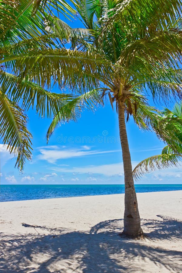 Sand beach with palm trees stock image. Image of beautiful - 17886499