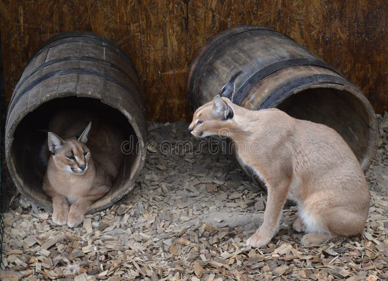 Caracal is a Desert African Cat Stock Image Image of animals, colored