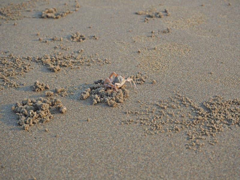 A sand crab runs along a sandy beach and digs holes