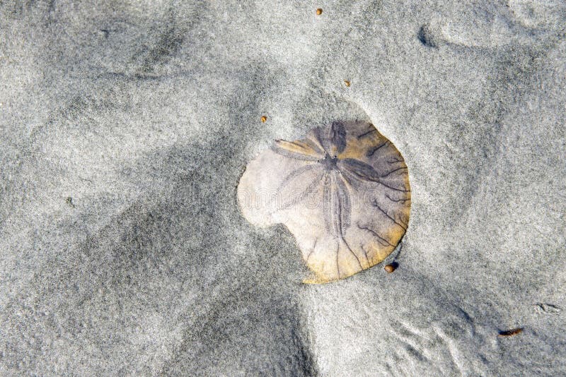 Sand dollar shell on the sands of Qualicum Beach in Vancouver Island