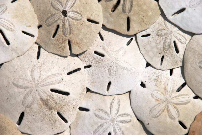 Sand Dollars stock image. Image of sand, background, ocean - 10493297