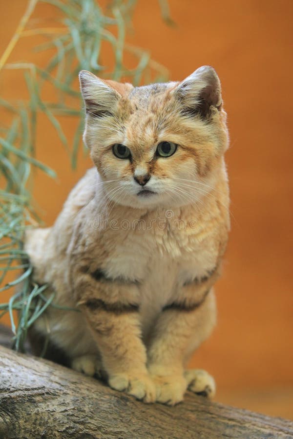 Sand dune cat stock photos