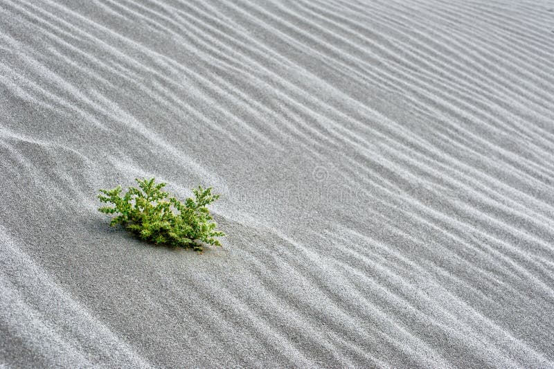 Sand dune in desert with growing cactus