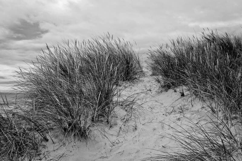 Dune Landscape and Fence in Black and White Stock Image - Image of ...