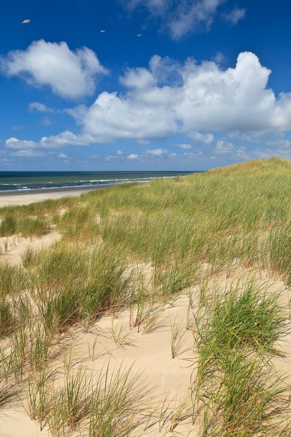 Sand dunes with helmet grass