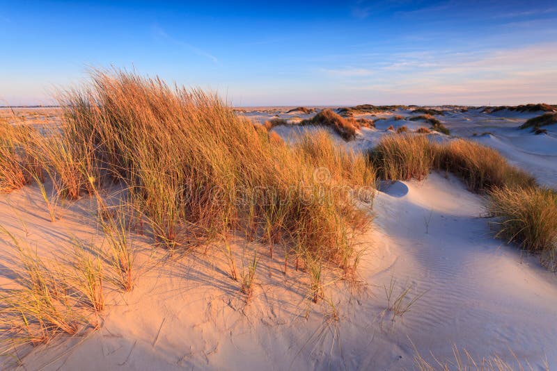 Sand dunes with helmet grass