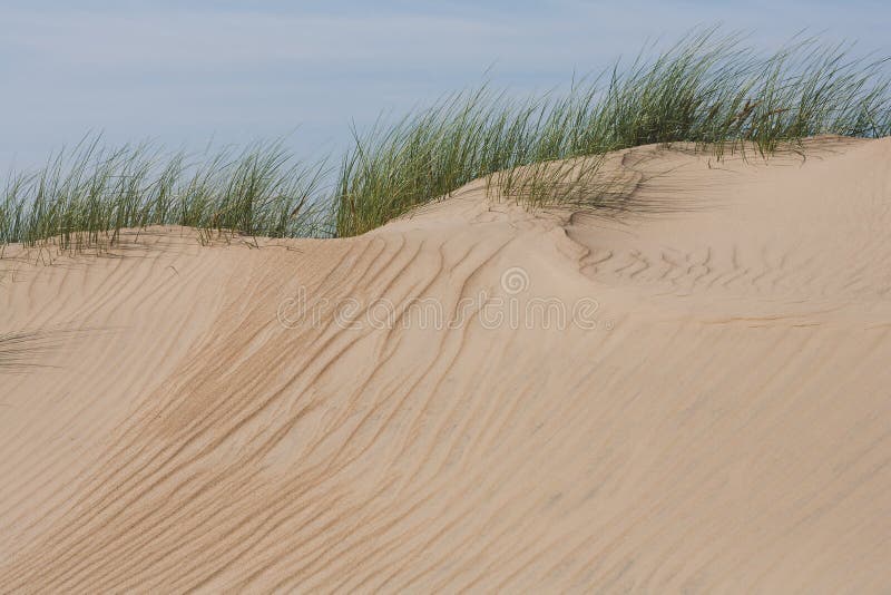 Sand Dunes med Green Grass på hösten arkivfoto Sand Dunes med Green Grass på hösten arkivfoto
