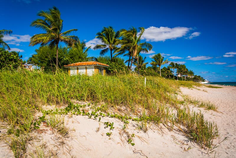 Sand Dunes and Palm Trees on the Beach in Palm Beach, Florida. Stock