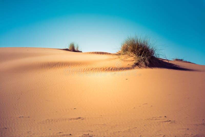 Caldo sabbia duna deserto, Marocco.