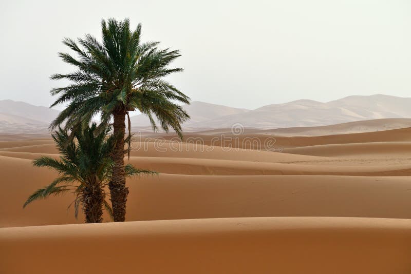 Sand dunes in Sahara