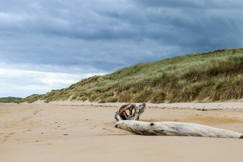 Sand dunes with skyline and drift wood