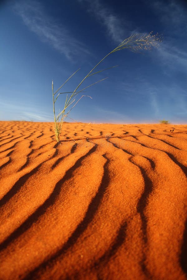 Grass grows out the red sand dune, with a deep blue sky, in the Kalahari desert in Namibia. Grass grows out the red sand dune, with a deep blue sky, in the Kalahari desert in Namibia.
