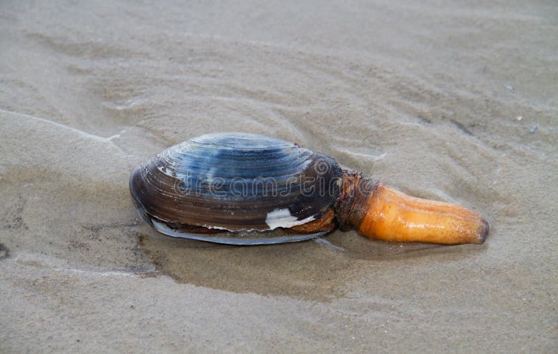 Bivalve mollusc, probably a Sand gaper, stranded on the beach, with extended siphon. Bivalve shell stock images, royalty-free photos and pictures